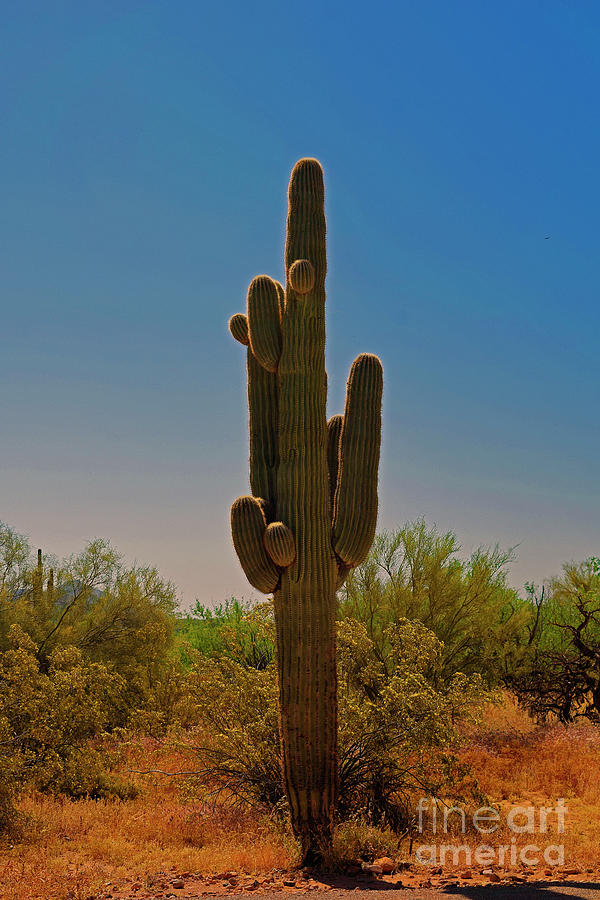 Saguaro 4821 Photograph by David Ragland