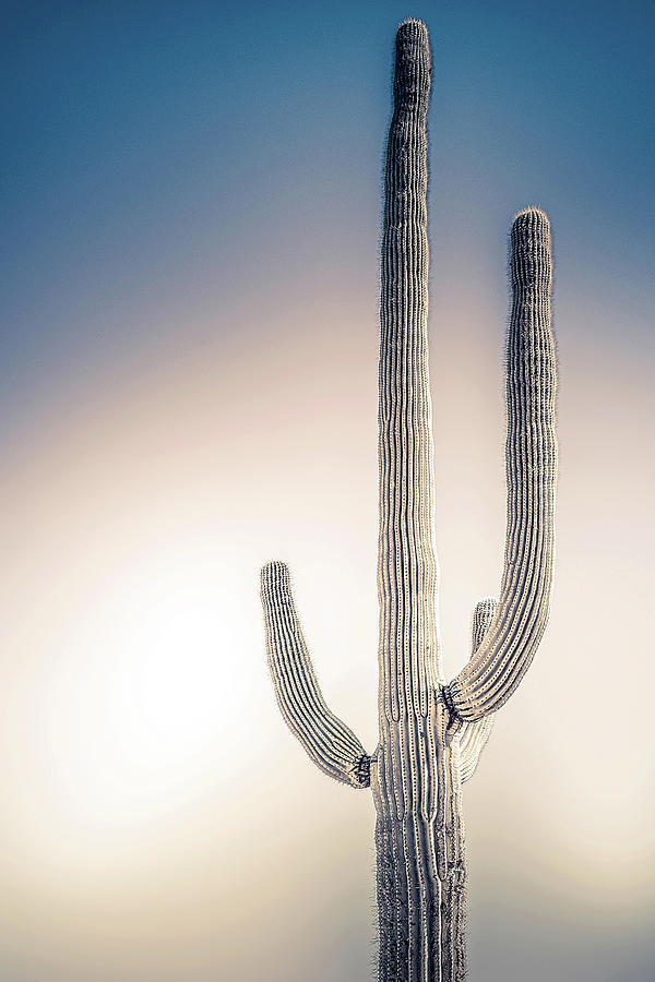 Saguaro #5 Photograph by Jennifer Wright