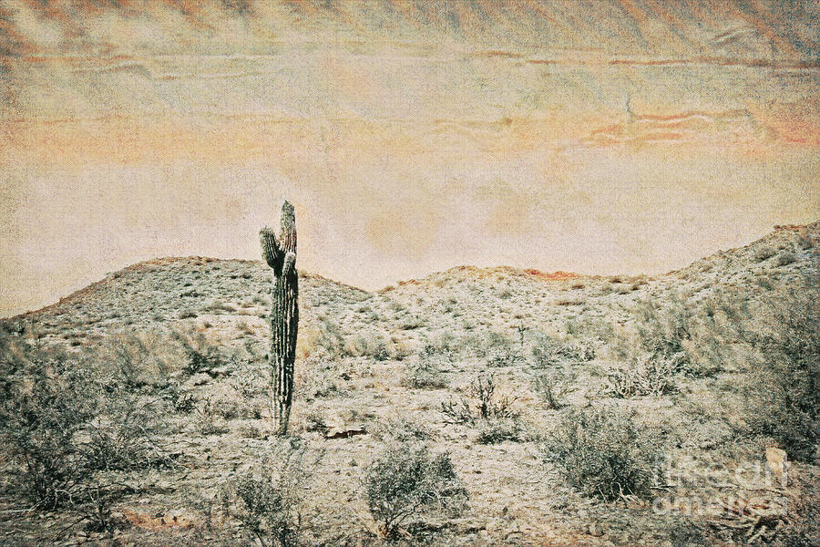 Saguaro 6412 Digital Art by David Ragland
