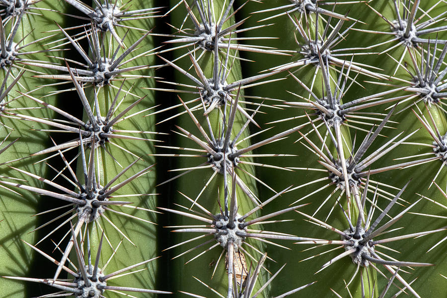 Saguaro Abstract Photograph by Paul Freidlund
