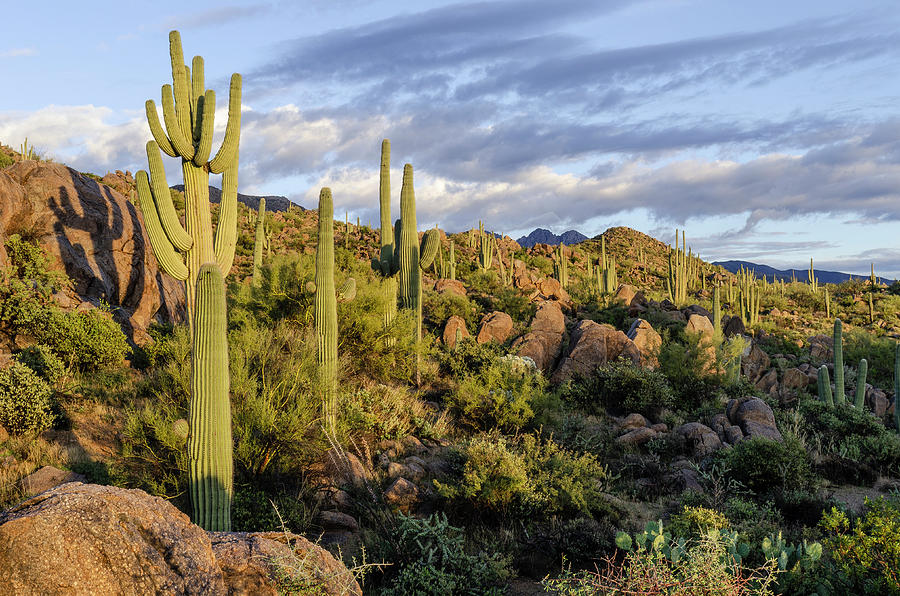 Saguaro And Boulders Photograph by Joe Dickens - Fine Art America
