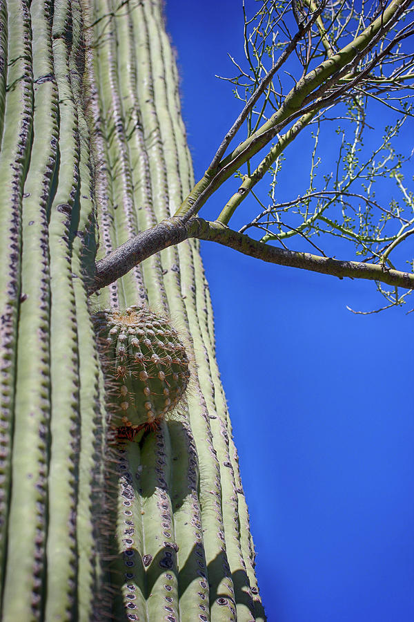 Saguaro and Intruding Tree 040622 Photograph by Mary Bedy