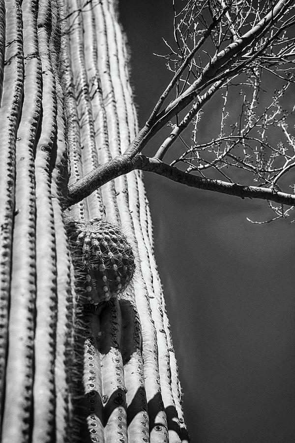 Saguaro National Park Photograph - Saguaro and Intruding Tree BW 080522 by Mary Bedy