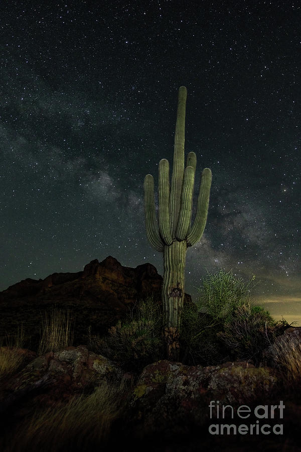 Saguaro and Milky Way Photograph by Lisa Manifold
