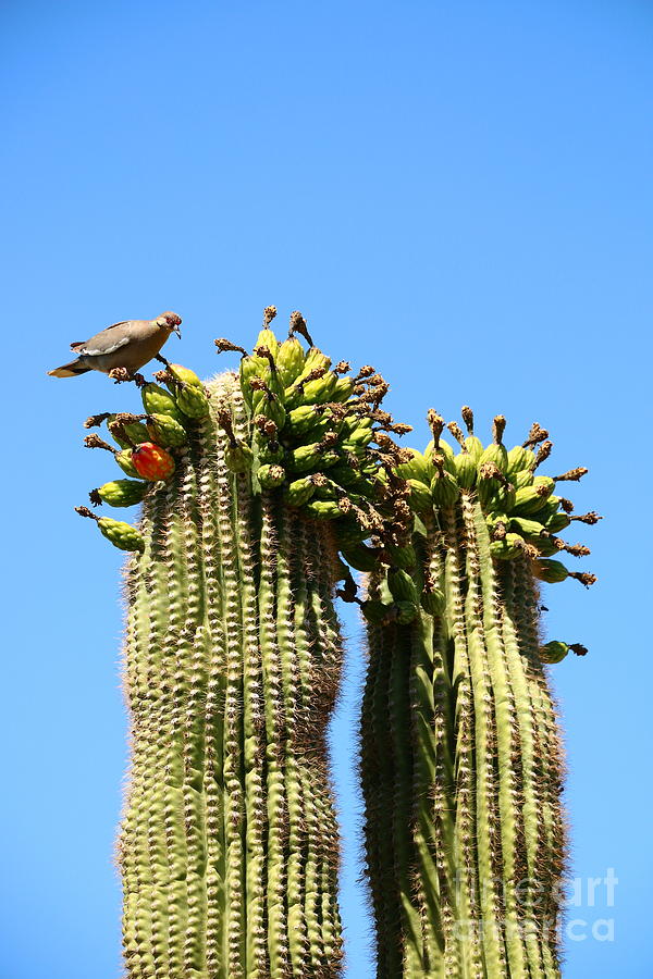 Saguaro National Park Photograph - Saguaro And Mounring Dove by Christiane Schulze Art And Photography