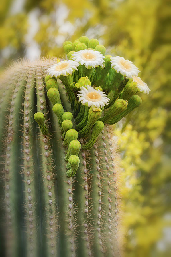 Saguaro And Palo Verde Blooms  Photograph by Saija Lehtonen