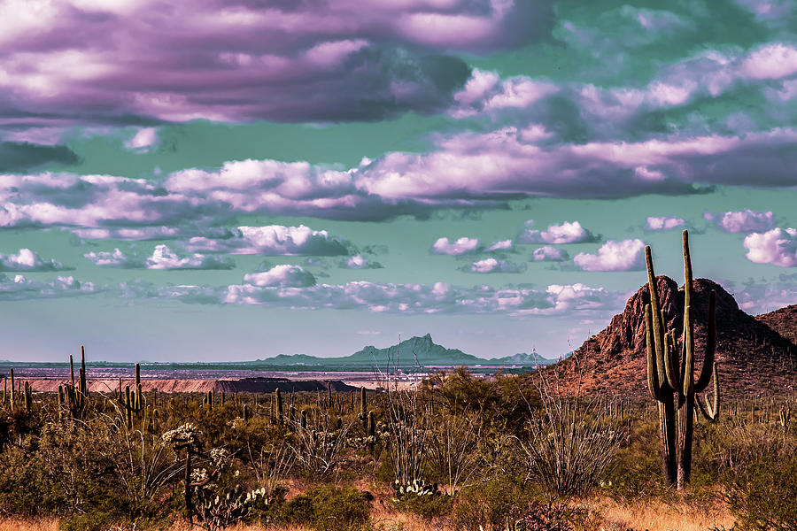 Saguaro and Sky Photograph by Melissa Fratello - Fine Art America