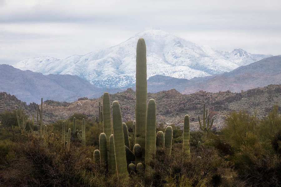 Saguaro And Snow  Photograph by Saija Lehtonen
