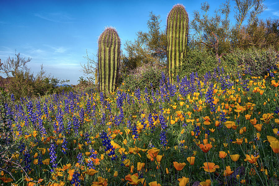Saguaro and Spring Wildflowers near Picacho Peak Arizona Photograph by Dave Dilli