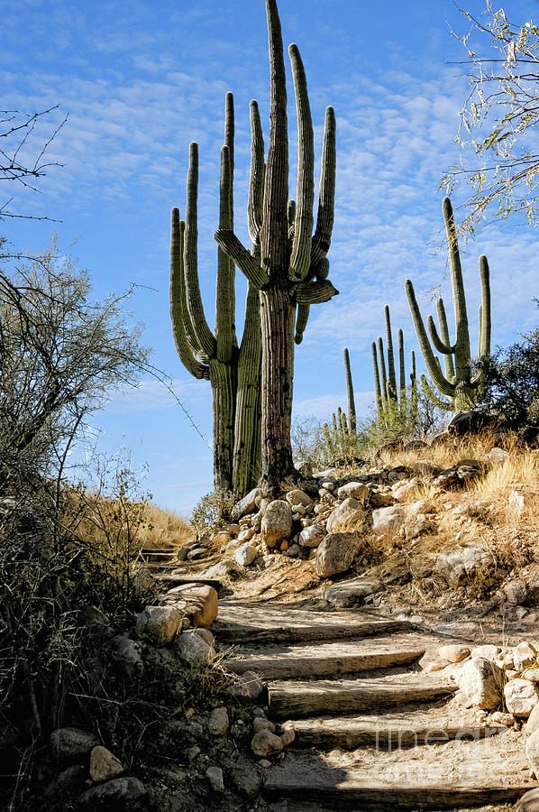 Saguaro And Stairs Photograph