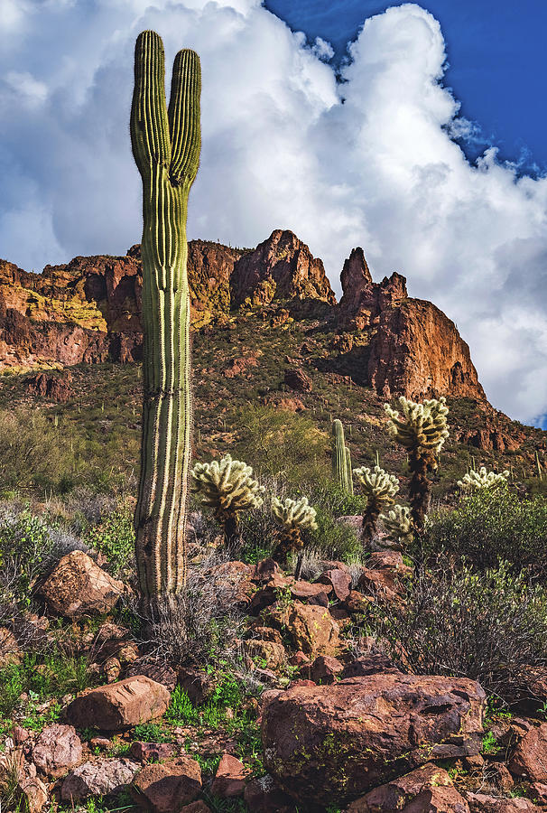 Saguaro and Superstitions, Arizona - Vertical Photograph by Abbie Matthews
