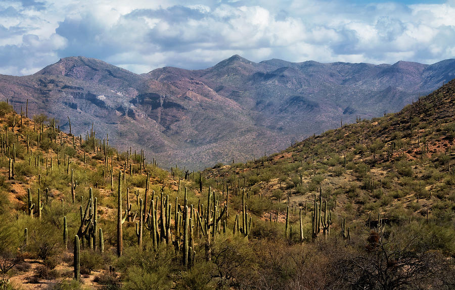 Saguaro And The Mountains  Photograph by Saija Lehtonen
