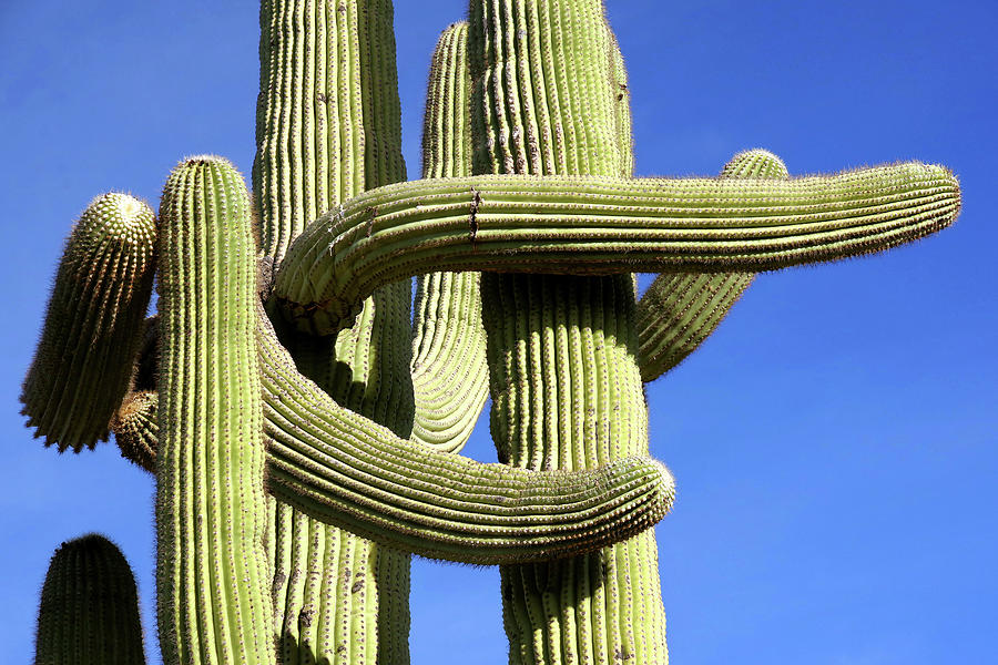 Saguaro Arms No. 13 Photograph by Douglas Taylor - Fine Art America