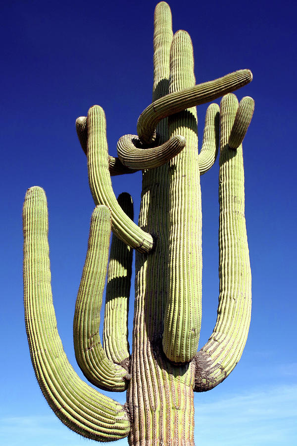 Saguaro Arms No. 18 Photograph by Douglas Taylor - Fine Art America