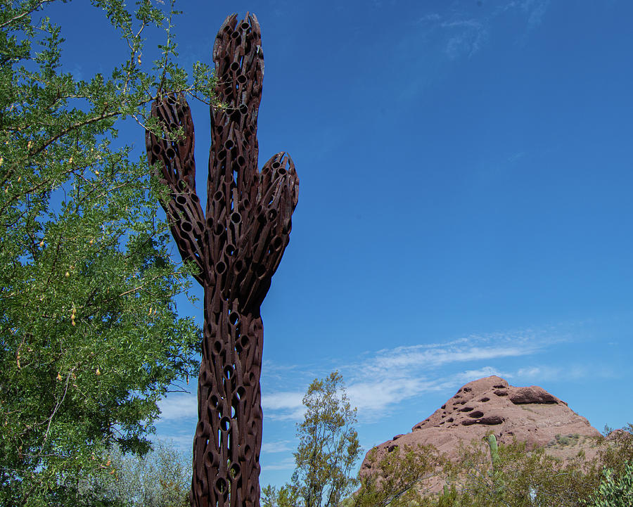 Saguaro Art Photograph by Bobbie Delaney - Fine Art America