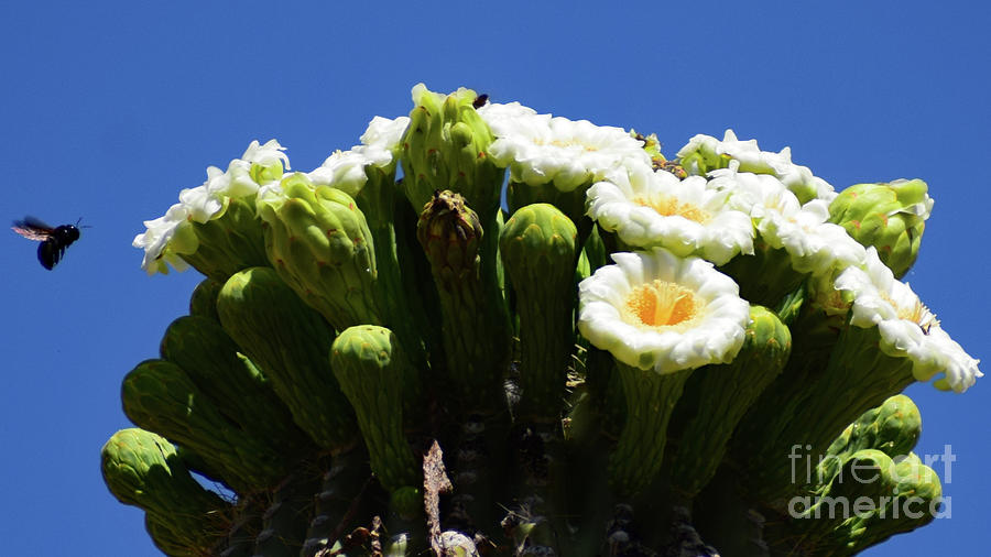 Saguaro Bloom 2934 Photograph by David Ragland