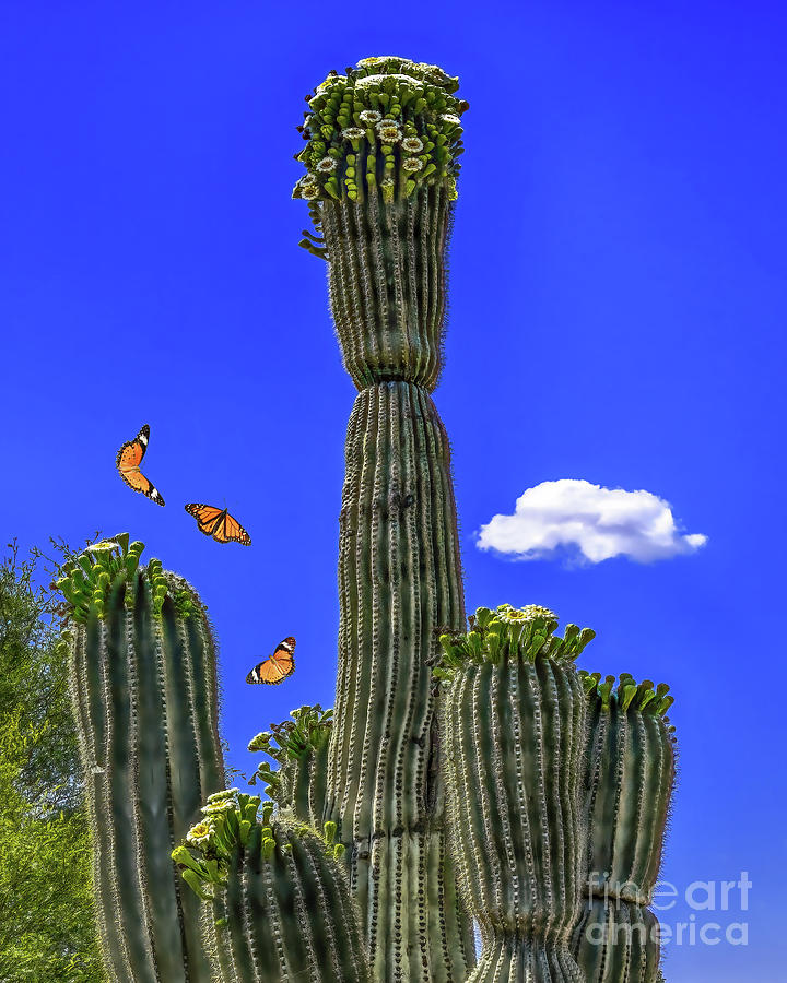 Saguaro Bloom And Butterflies, Sonoroan Desert, Arizona Photograph by Don Schimmel