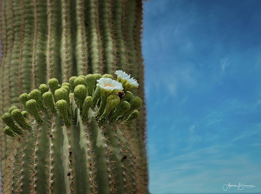 Saguaro Blooms Photograph by Aaron Burrows