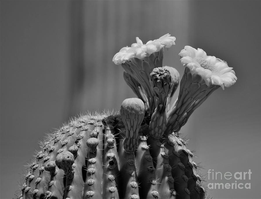 Saguaro Blooms Shades Of Gray Photograph by Janet Marie