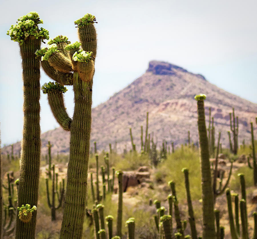 Flower Photograph - Saguaro blossoms and Browns Mountain by Osha Davidson
