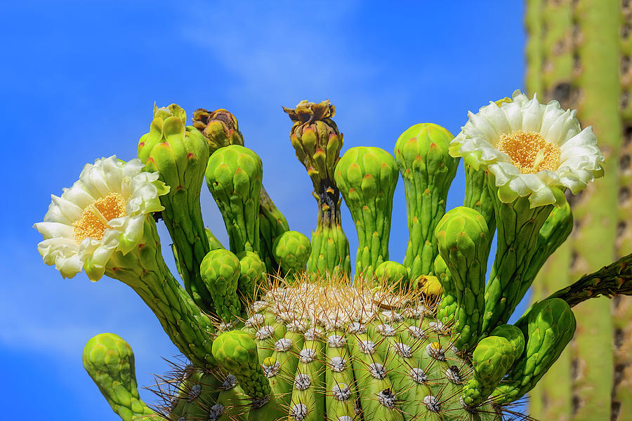 Saguaro Blossoms h24417 Photograph by Mark Myhaver