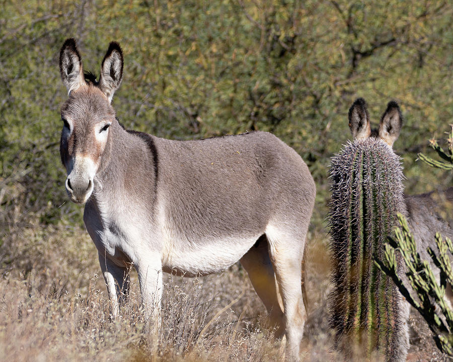 Wildlife Photograph - Saguaro Burro by Mary Hone