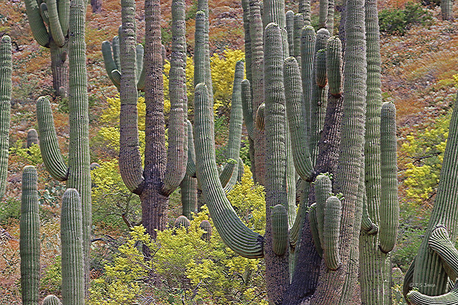 Saguaro Cacti And Blooming Palo Verde Trees Digital Art by Tom Janca
