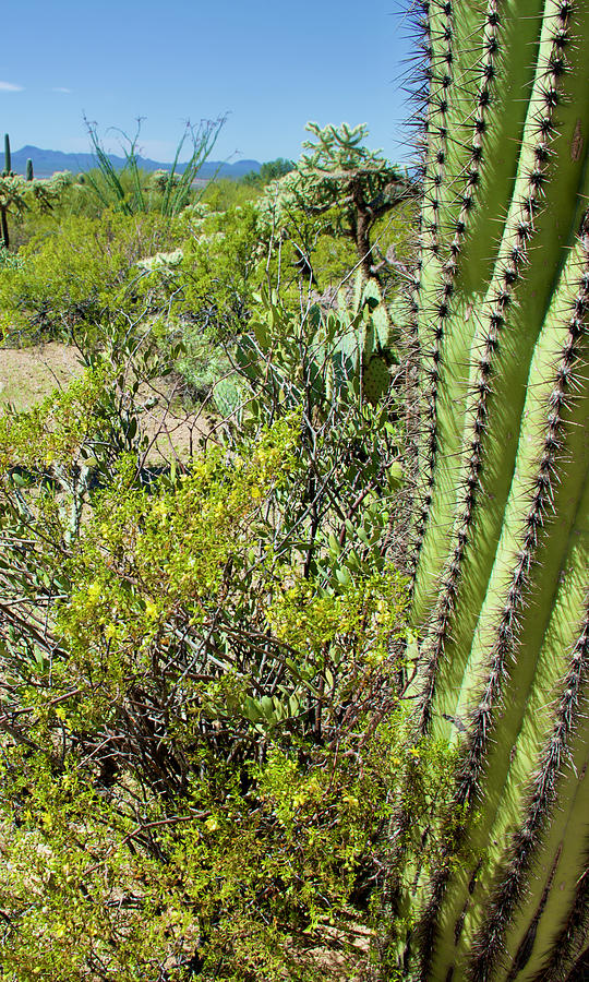 Saguaro Cacti and Crosote Bush in West Saguaro National Park in Tucson, Arizona Photograph by Ruth Hager