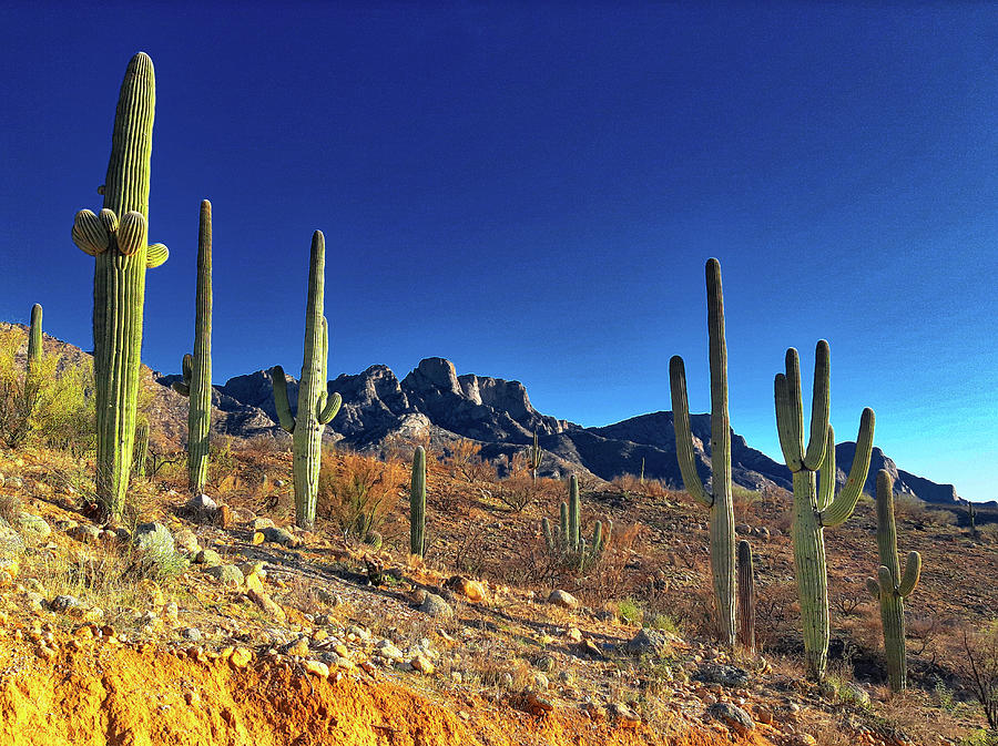 Saguaro Cacti and the Catalina Mountains, Tucson Photograph by Chance Kafka
