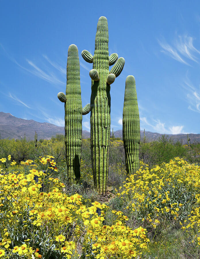 Saguaro Cacti Photograph by Angie Mossburg - Fine Art America