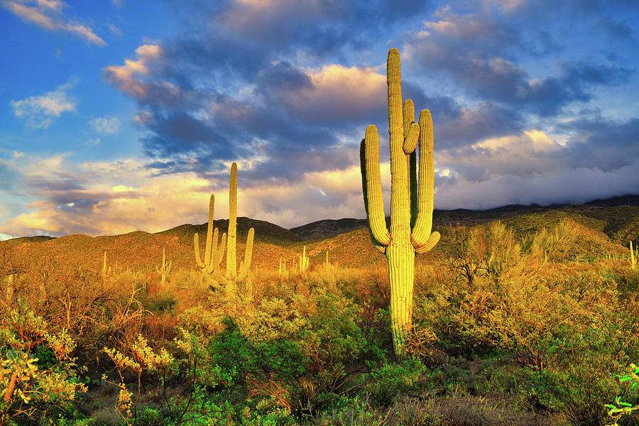 Saguaro Cacti at Sunset Photograph by Chance Kafka