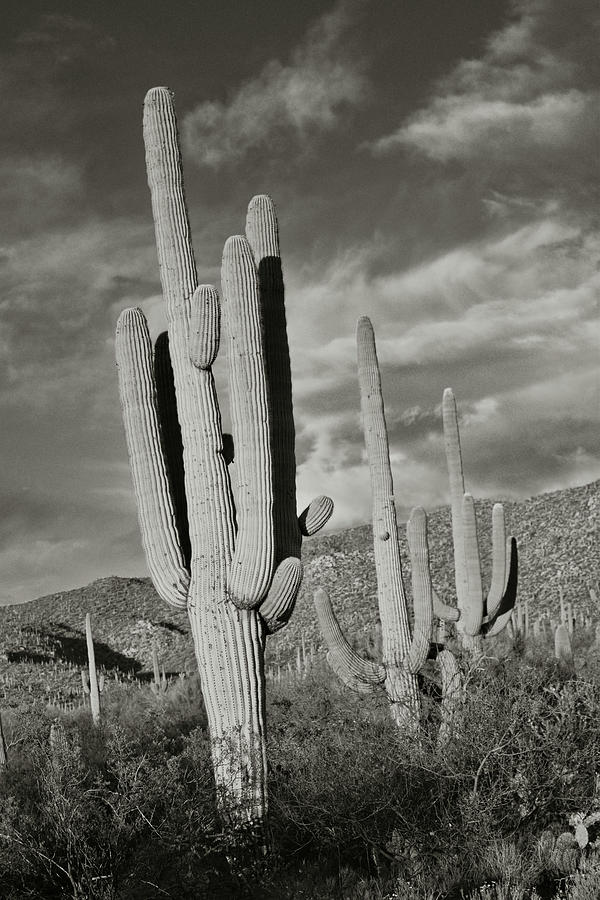Saguaro Cacti Black and White Photograph by Chance Kafka