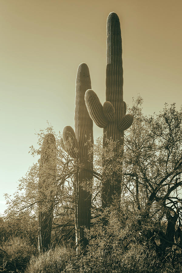 Saguaro Cacti In Sepia Photograph by Jonathan Nguyen