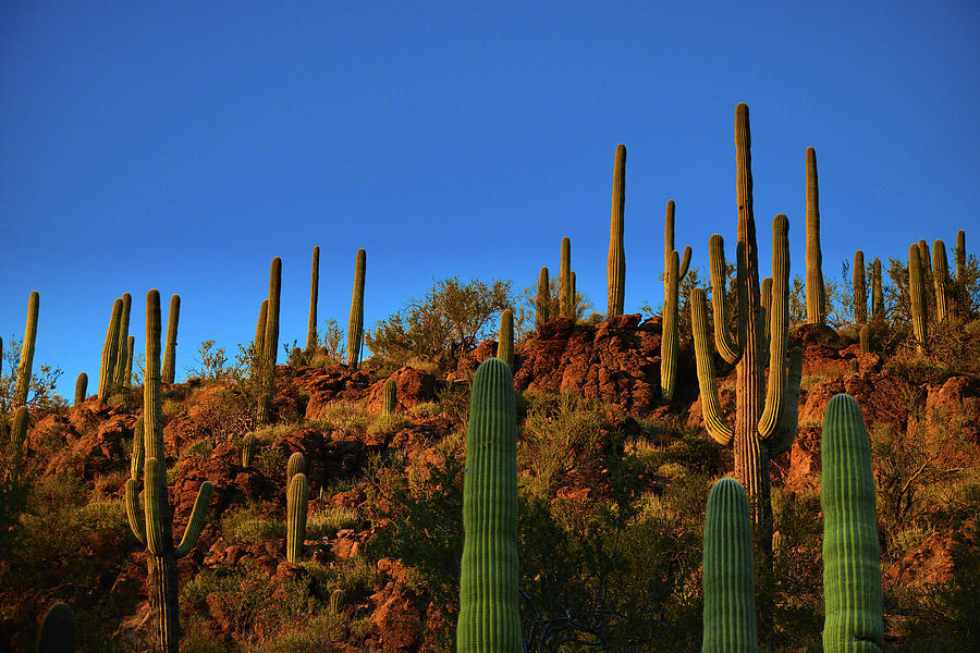Saguaro Cacti Golden Hour Photograph by Chance Kafka
