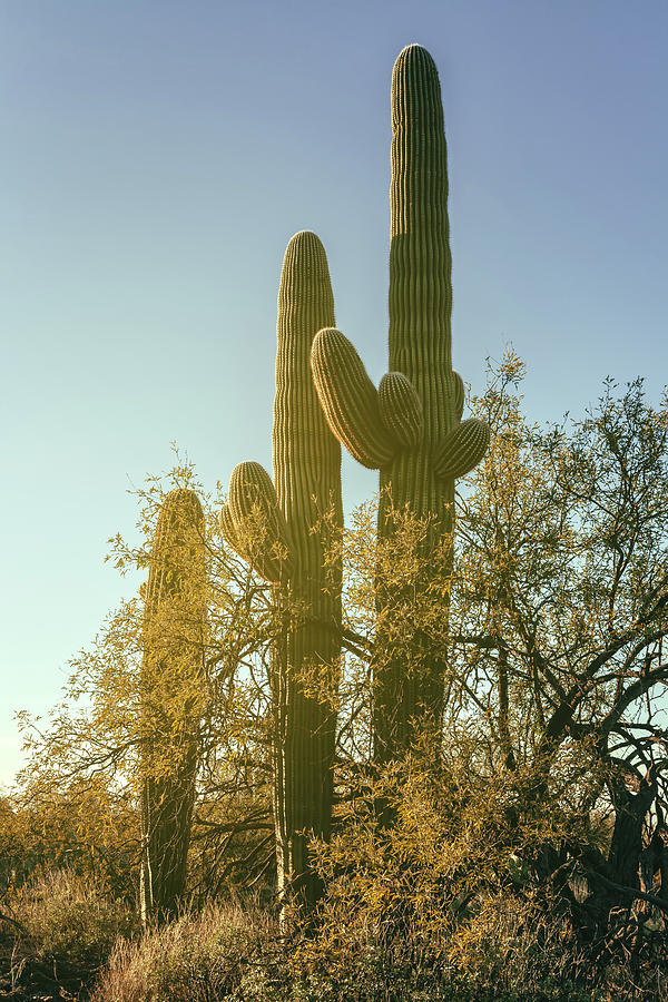 Saguaro Cacti In Colors Photograph by Jonathan Nguyen