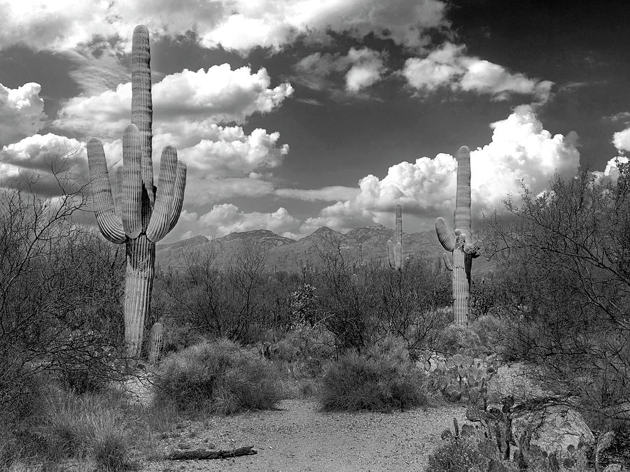 Saguaro Cacti in the Arizona Desert Photograph by Chris Smith