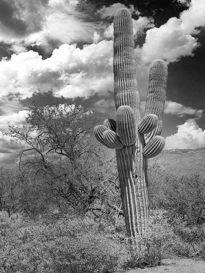 Saguaro Cacti in the desert Photograph by Chris Smith