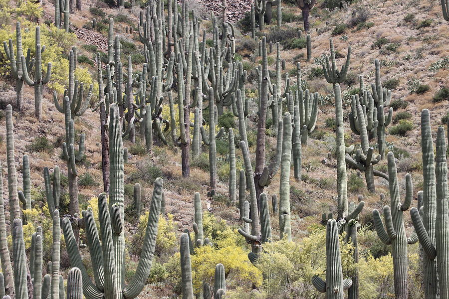 Saguaro Cacti On The Hillside Digital Art by Tom Janca