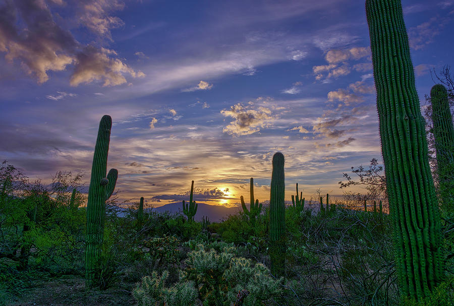 Saguaro Cacti Silhouettes Against Vibrant Desert Sunset Photograph by Chris Anson