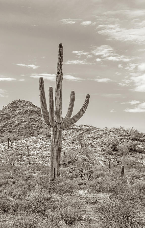 Saguaro Cacti Sonoran Desert Sepia Photograph by Jennie Marie Schell