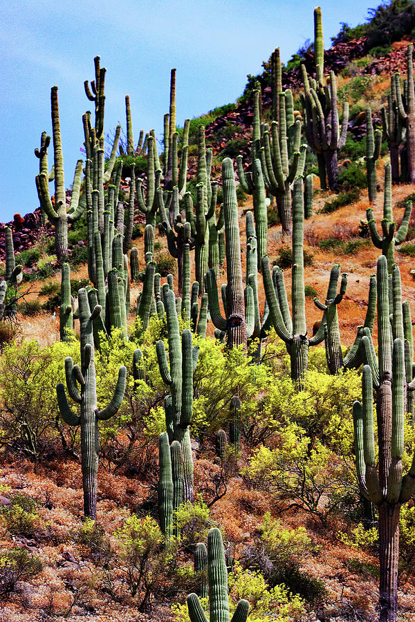 Saguaro Cacti With Palo Verde Trees And Jojoba Plants Digital Art by Tom Janca