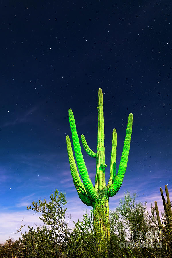 Saguaro Cactus Against Star Filled Sky in Saguaro National Park, Arizona Photograph by FeelingVegas Wall Art and Prints