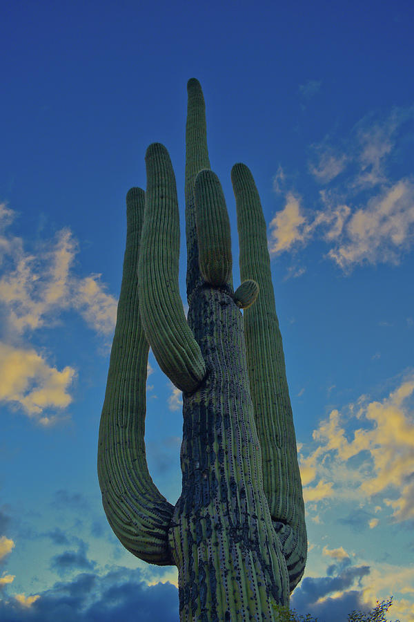 Saguaro Cactus and Blue Sky Photograph by Chance Kafka
