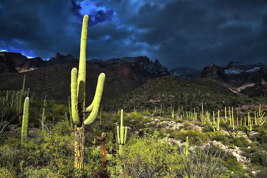 Saguaro Cactus and Catalina Mountains Photograph by Chance Kafka