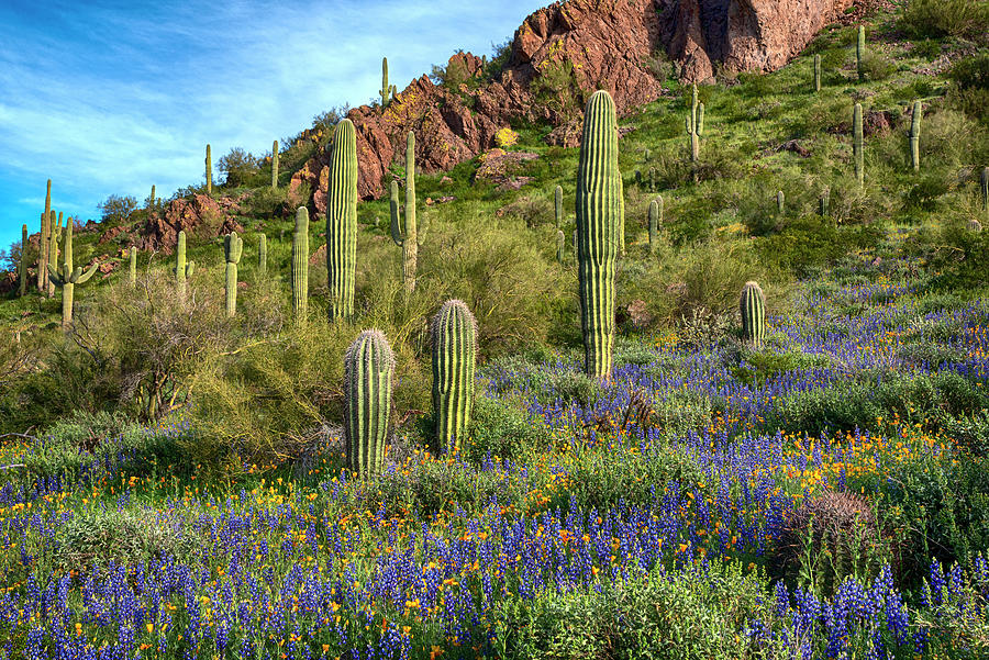 Saguaro Cactus and Lupine near Picacho Peak Photograph by Dave Dilli