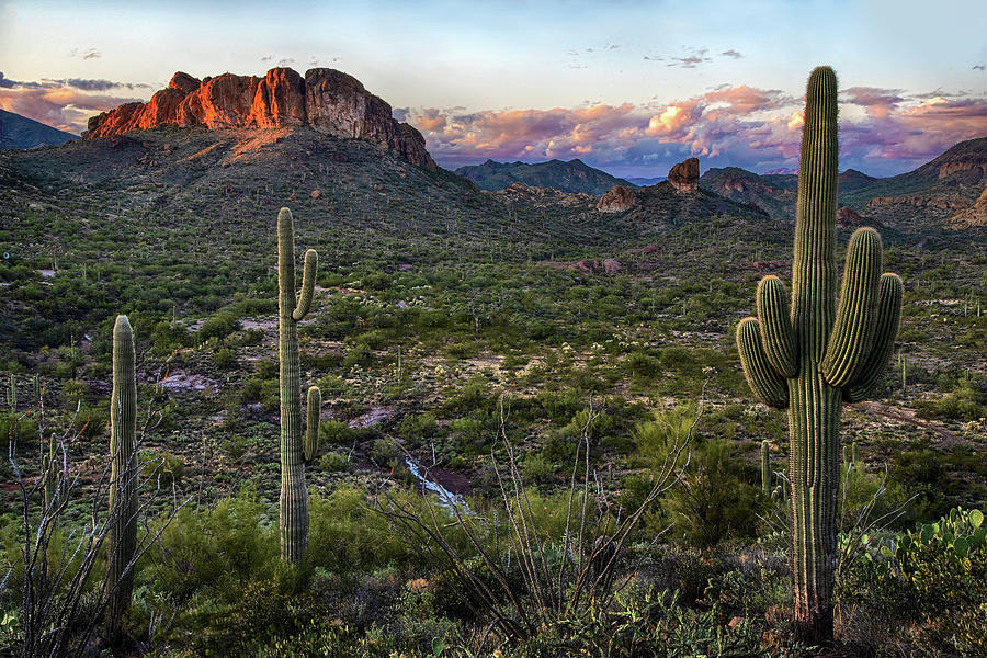 Saguaro Cactus and Mountain Ridges at Sunset  Photograph by Dave Dilli
