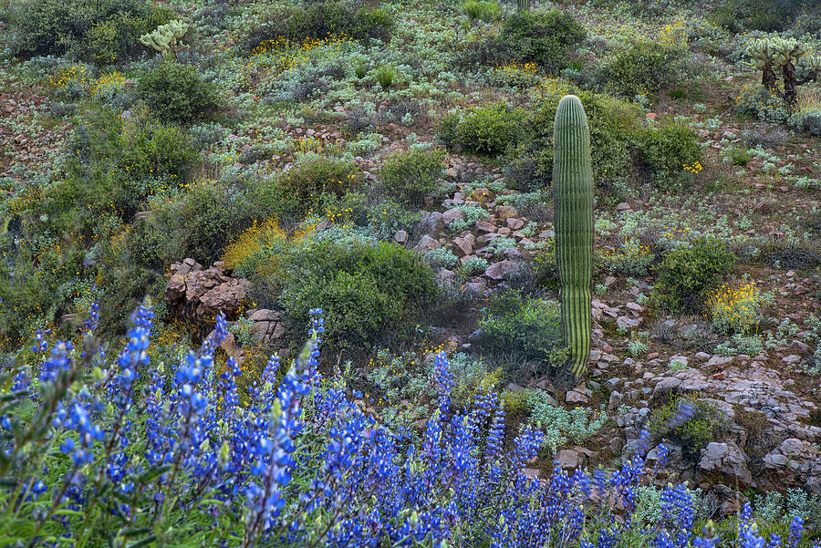Saguaro Cactus and Purple Lupine Photograph by Dave Dilli