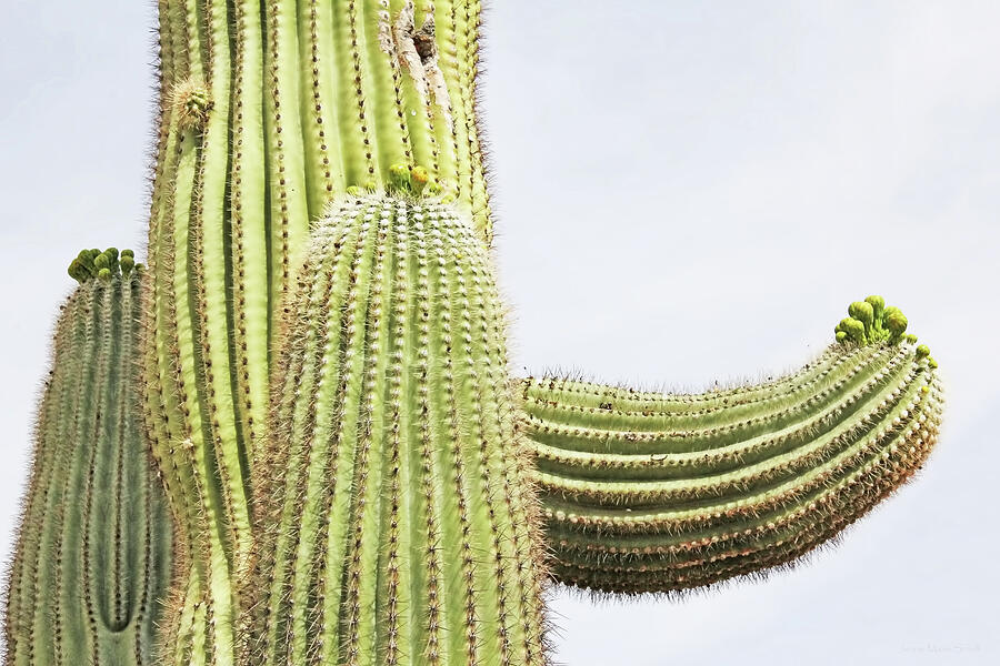 Nature Photograph - Saguaro Cactus Arizona by Jennie Marie Schell