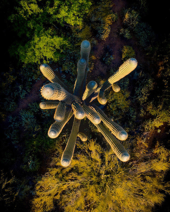 Saguaro Cactus Arizona Top Down Photograph by Anthony Giammarino