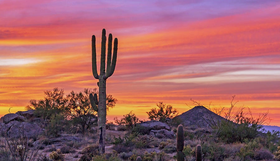 Saguaro Cactus At Sunset Along Hiking Trail Scotsdale, AZ. Photograph ...